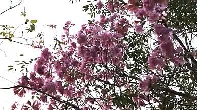 春天万物复苏春暖花开视频的预览图